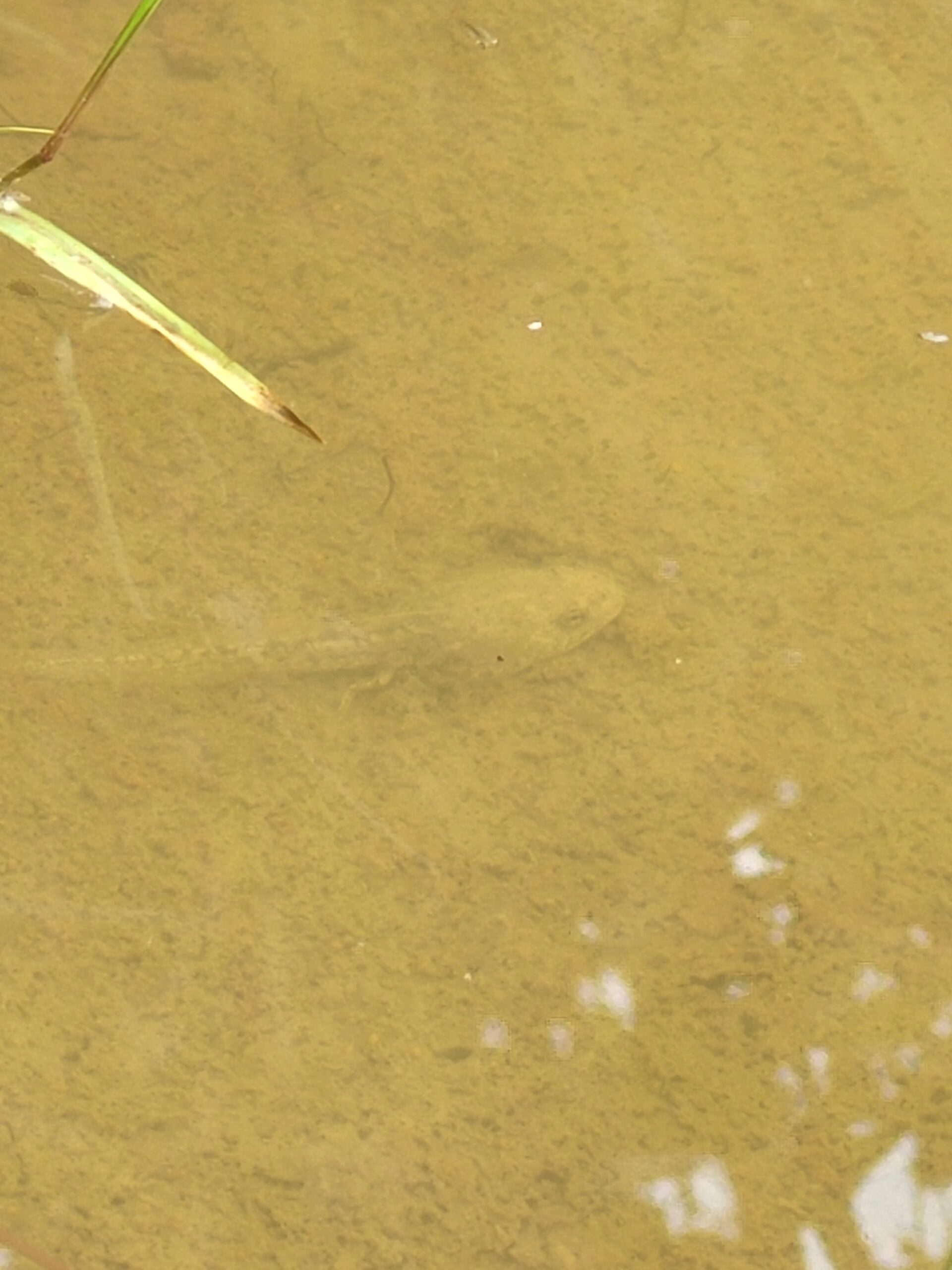 amphibien observé dans la mare naturelle unitri